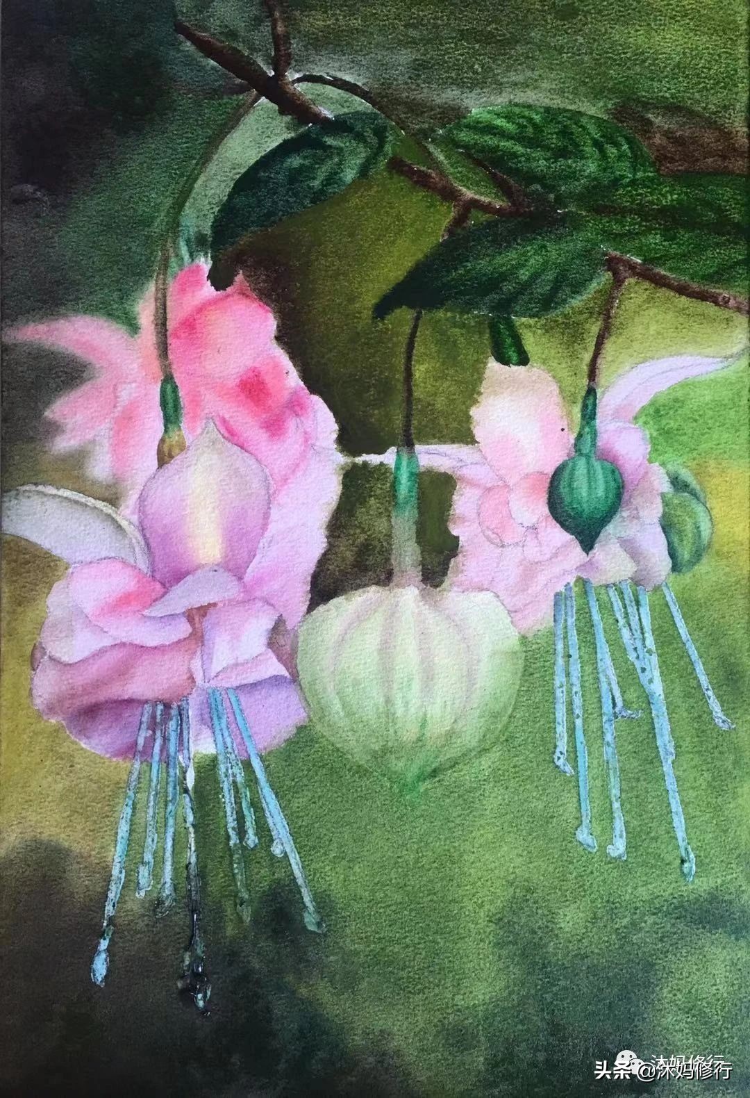 水彩手绘吊钟花,水彩吊钟花手绘