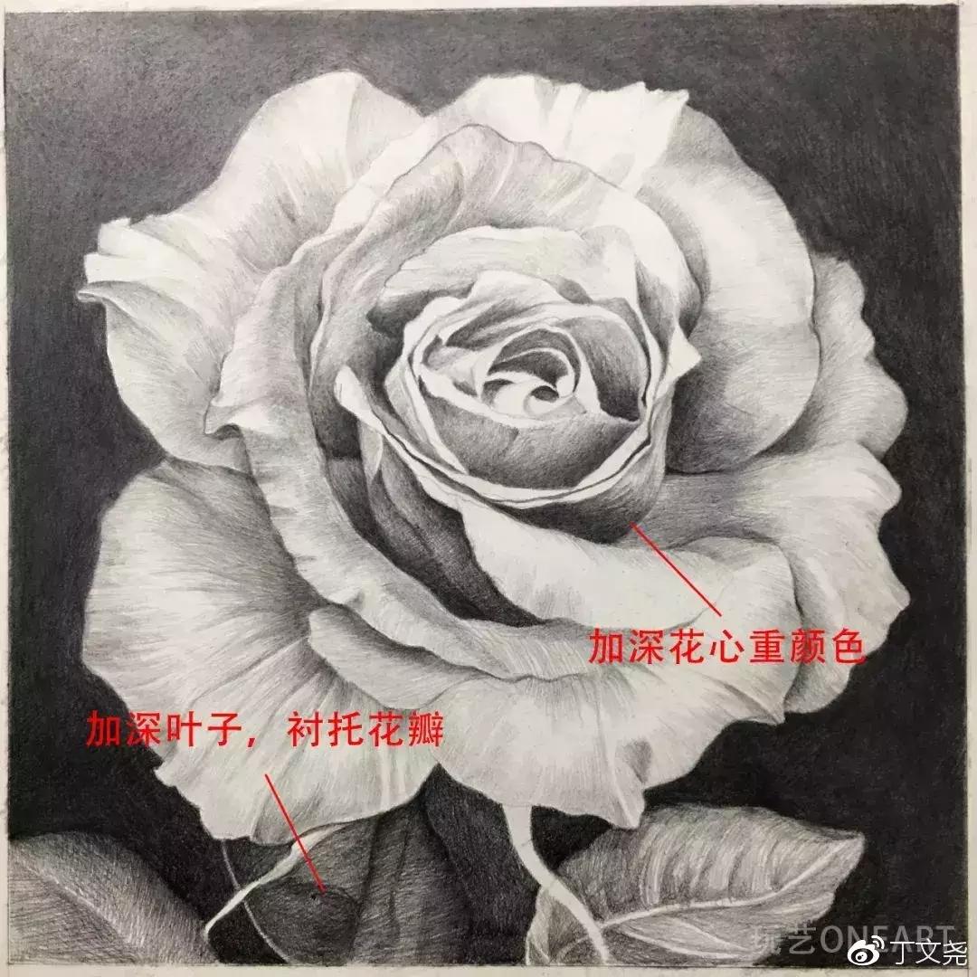 素描教程简单8-12岁玫瑰花,玫瑰素描怎么画