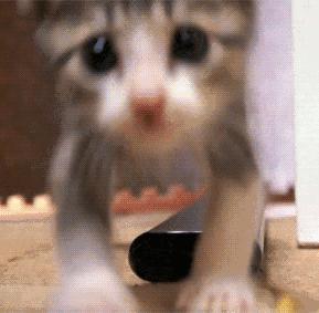 猫咪呕吐不吃饭没精神吃什么药,猫咪呕吐黄色的液体是怎么回事