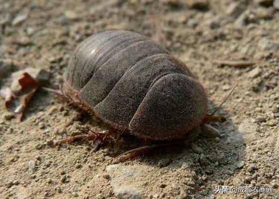 养殖土元能赚钱吗,土元的养殖方法和经济价格