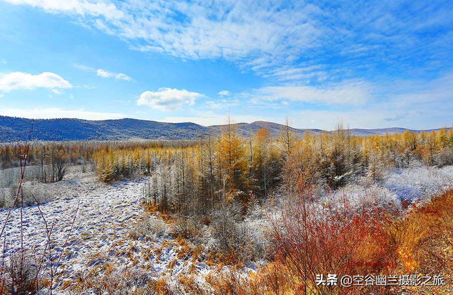 难道我误闯进了，被科考生态专家称为兴安奇景的，偃松幽径吗？