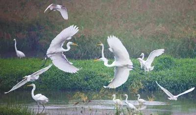 河长制治理图片,河长制解决方案