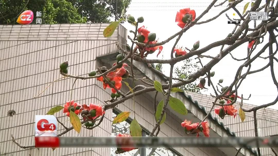 春天煲什么汤清热最好吃,夏季必不可少的广东靓汤清热润肺