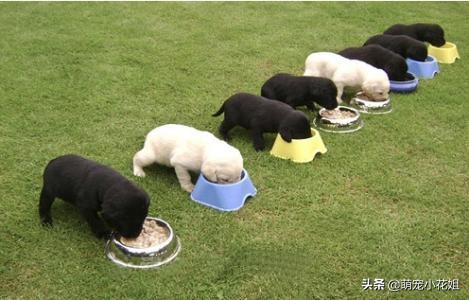 如何辨别狗粮好坏和选择的方法,狗粮泡水里怎么确认是好狗粮