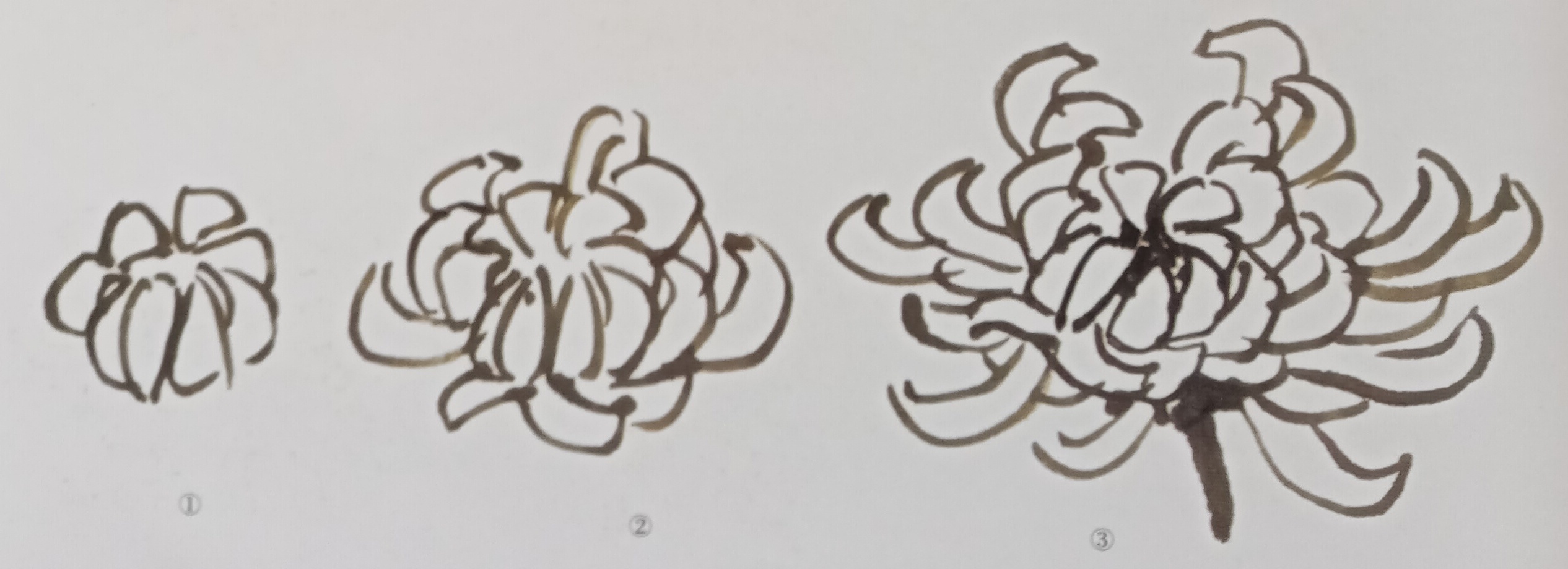 国画菊花初学者怎么画视频,圆形卡纸怎样画菊花国画