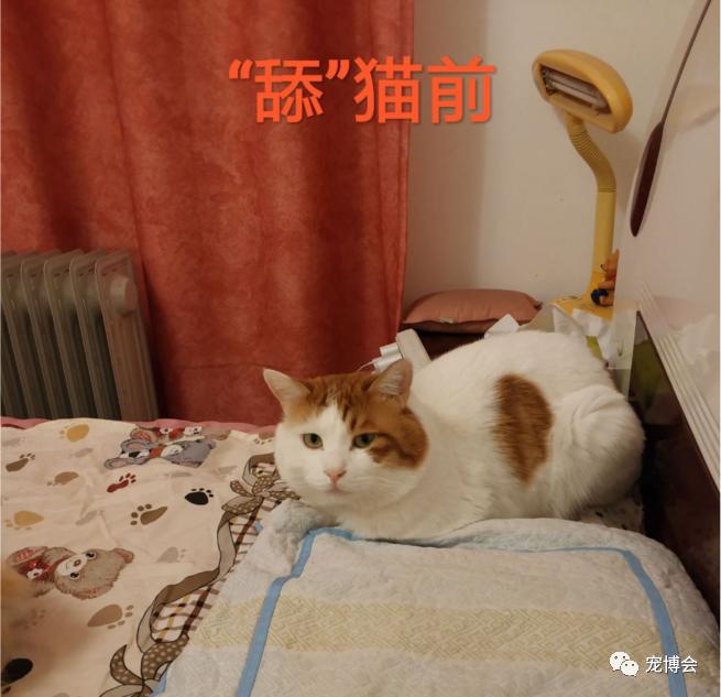 猫猫能舔到全身吗,如果舔猫一口猫会怎样