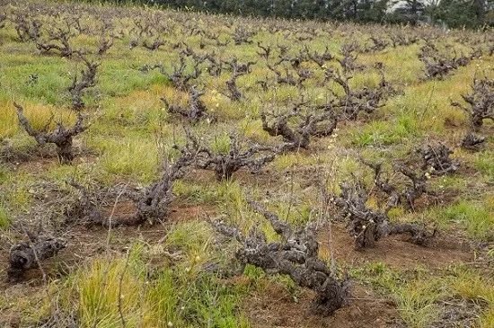 南非红酒最好的酒庄是哪个,南非红酒最好的酒庄排名