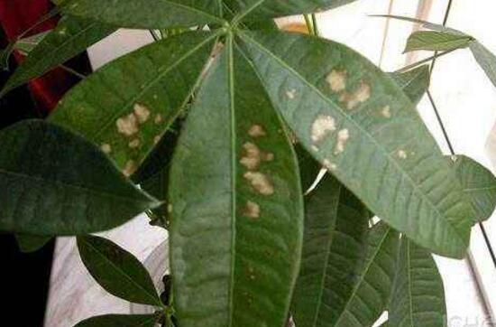 发财树的叶子发黄斑病变,发财树长黄斑叶子变黄是什么原因