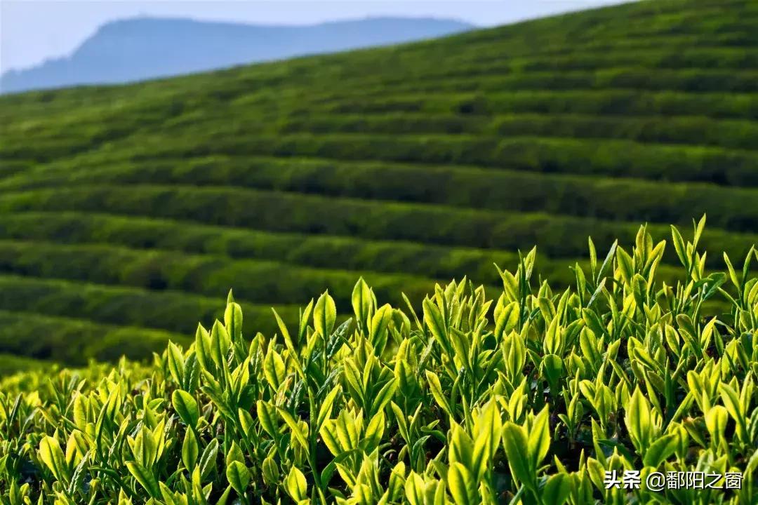 九峰山“春色”撩人丨不给你点颜色看看，你都不知道这里有多美！