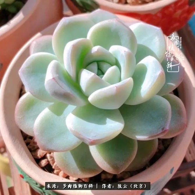 多肉植物一样的生机勃勃,多肉生活充满诗意