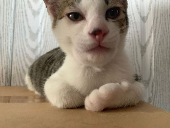 猫咪打完疫苗过敏,猫咪打完狂犬疫苗过敏