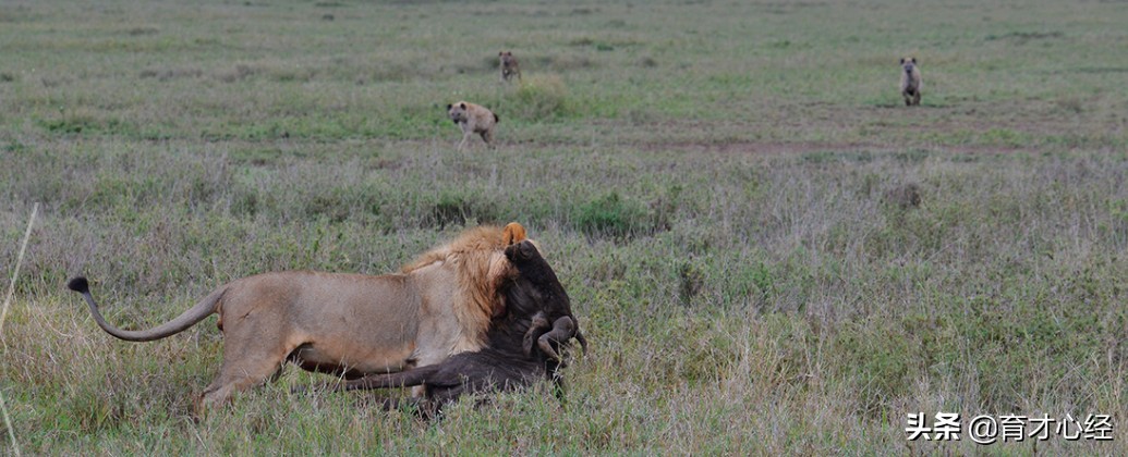 双减政策下孩子们都去哪儿了,双减政策家长必须知道的