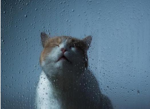 成都人一般说方言还是普通话,重庆话与成都话到底区别有多大