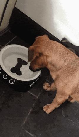 狗狗总是不懂事不听话到底怎么办,狗狗不爱喝水怎么办