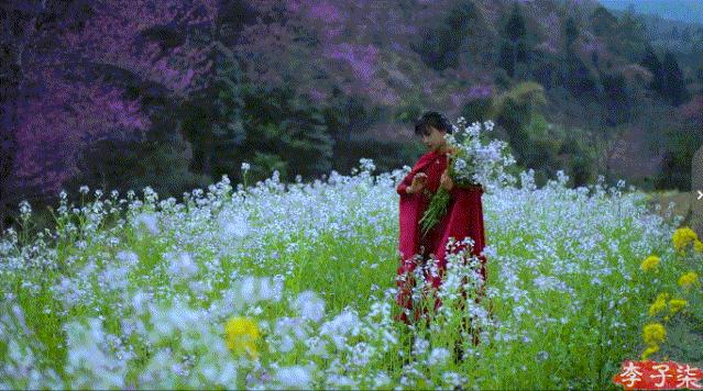 李子柒火起来,网红李子柒爆火的原因