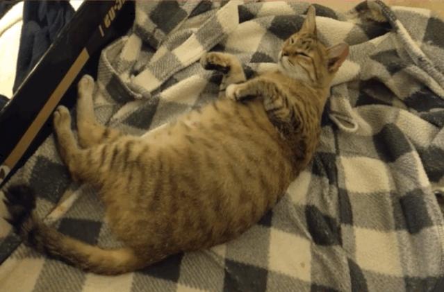 猫咪痛苦难产,铲屎官手足无措|如何帮助猫咪顺利生产?