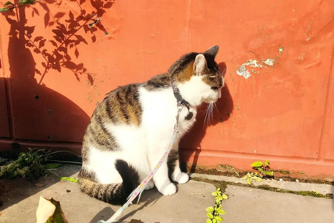 90后北漂裸辞“出家”当道士：在奋斗的年纪选择安逸，真爽