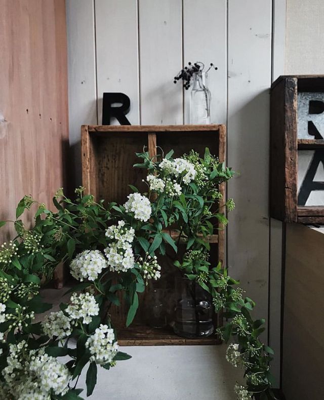 植库‖浪漫清新的小手球，为你带来氧气小森林