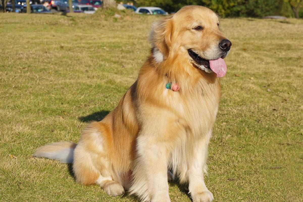 老年狗狗频繁咳嗽,老年狗狗咳嗽干呕怎么回事