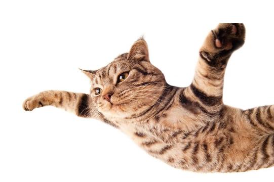 怎么知道猫咪怀孕没,猫咪是怎么知道铲屎官怀孕了