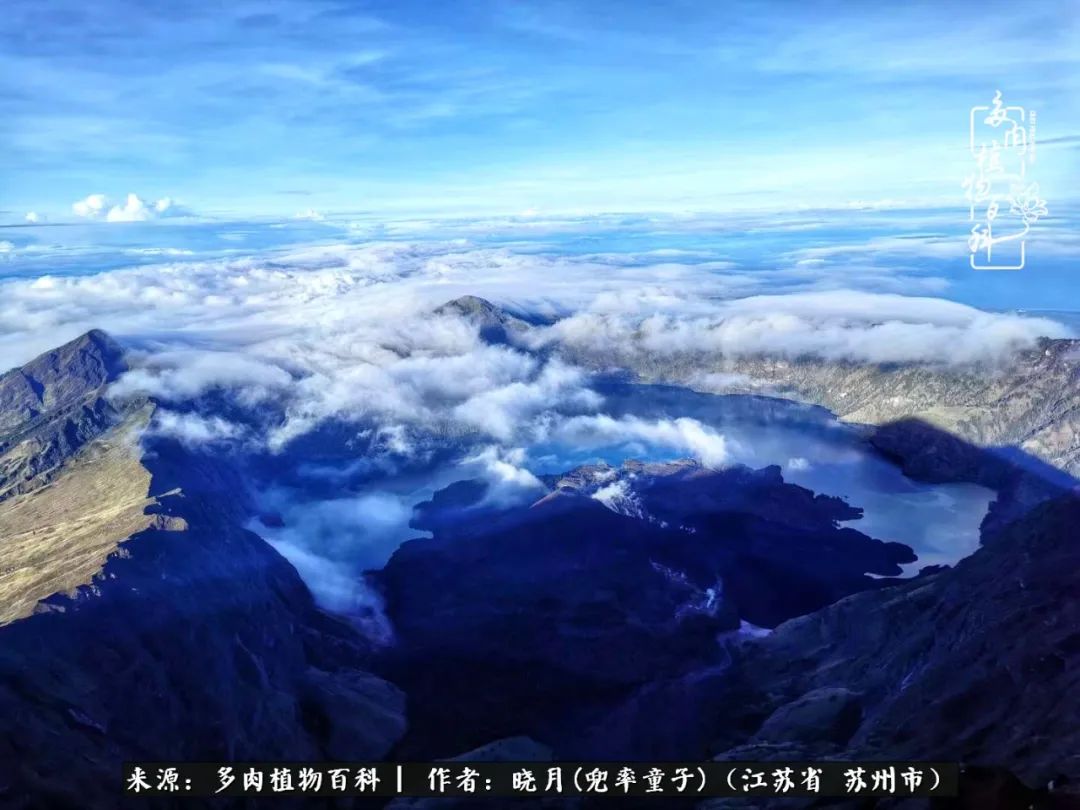 六年时间环游22个国家,却被多肉小萌物征服