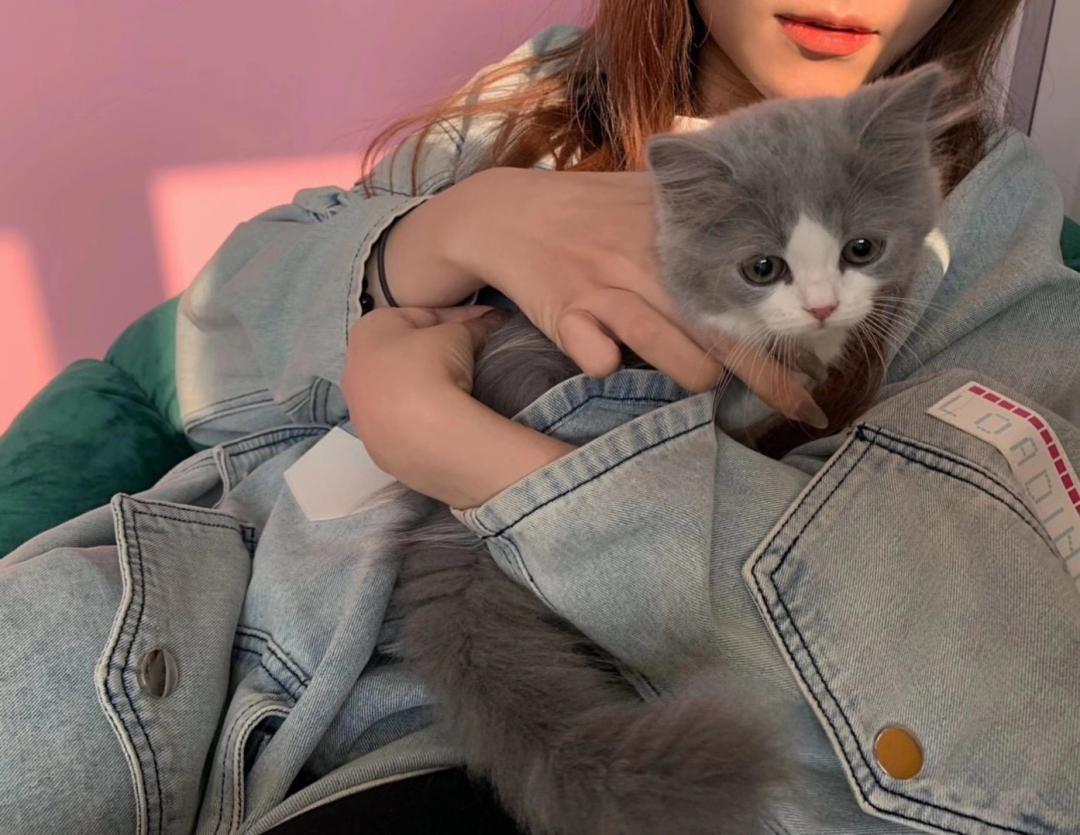 秦皇岛这只网红猫日常“巡逻”你见过吗?岛上还有这些撸猫好去处~