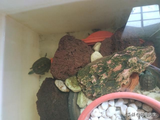 深水养龟乌龟浮上水面是否生病,养龟这六点不注意别怪龟死亡