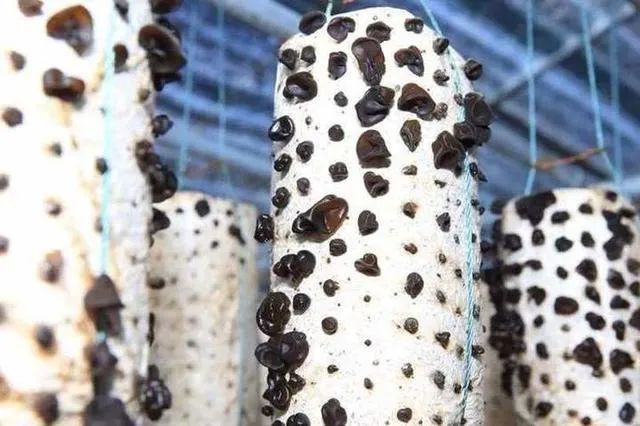 小菌菇大产业,小菌种植致富项目