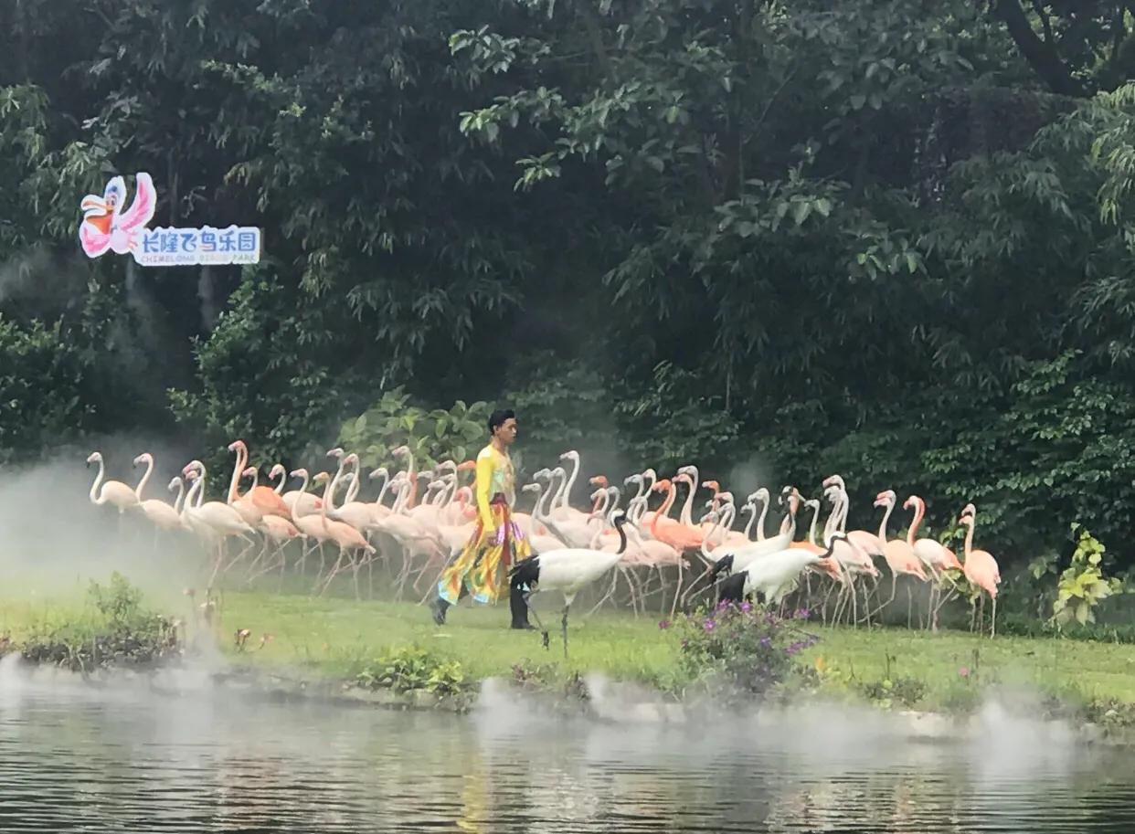 长隆飞鸟乐园拍鸟攻略,广州长隆飞鸟乐园可以摸哪些鸟
