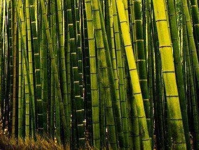 毛竹怎么种活,河南能种毛竹吗