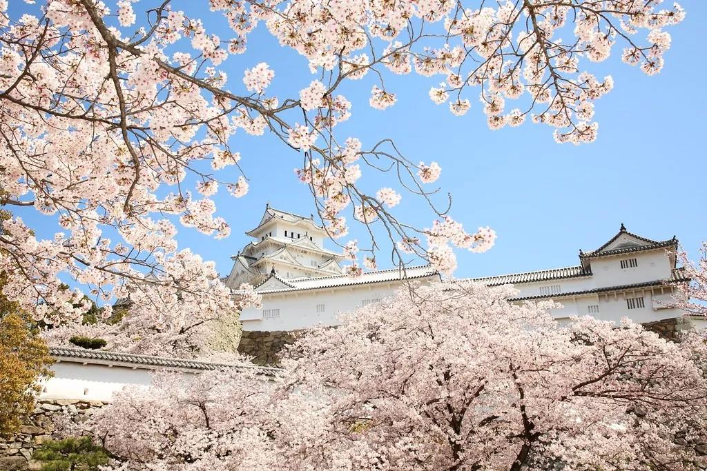 为英伦女神而生，20万日元一把的“樱和伞”，发售一小时就被抢光