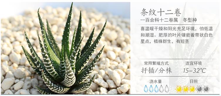 多肉条纹十二卷的养护方法,条纹十二卷多肉如何快速爆盆