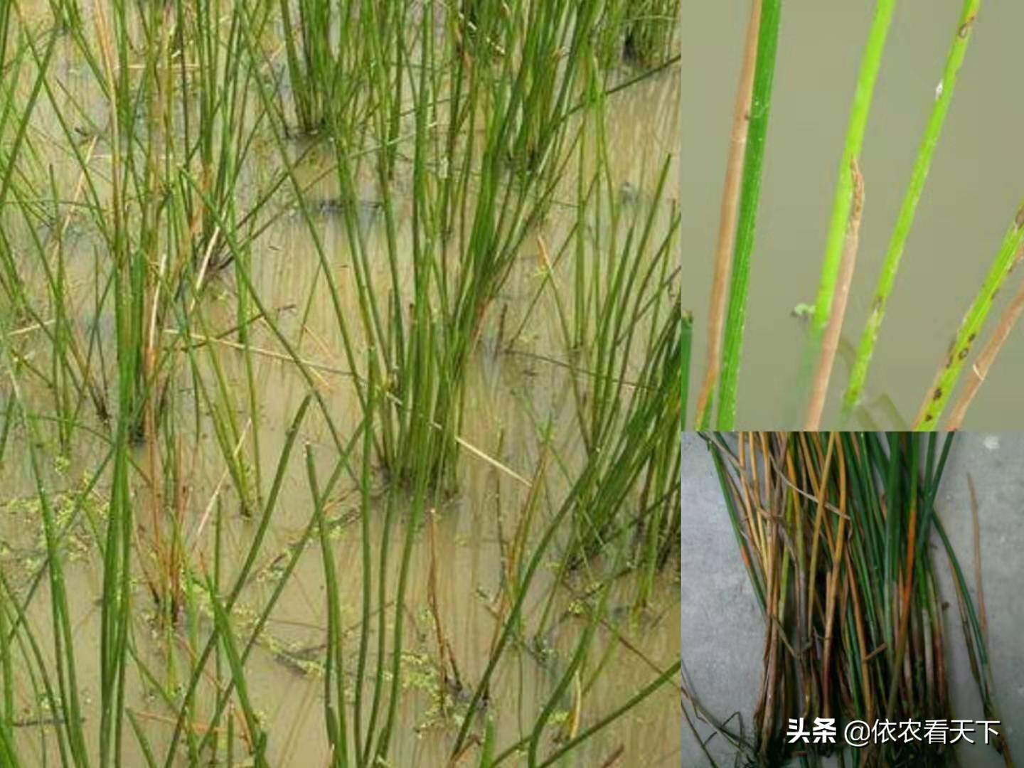 荸荠枯萎病发病条件,荸荠枯萎病特效药