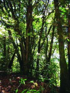 云南普洱茶区六大茶区,普洱茶茶区详细分布图