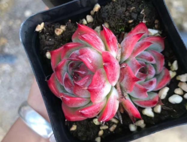 多肉吉娃娃叶子枯萎怎么回事,多肉吉娃娃翻盆叶子发软