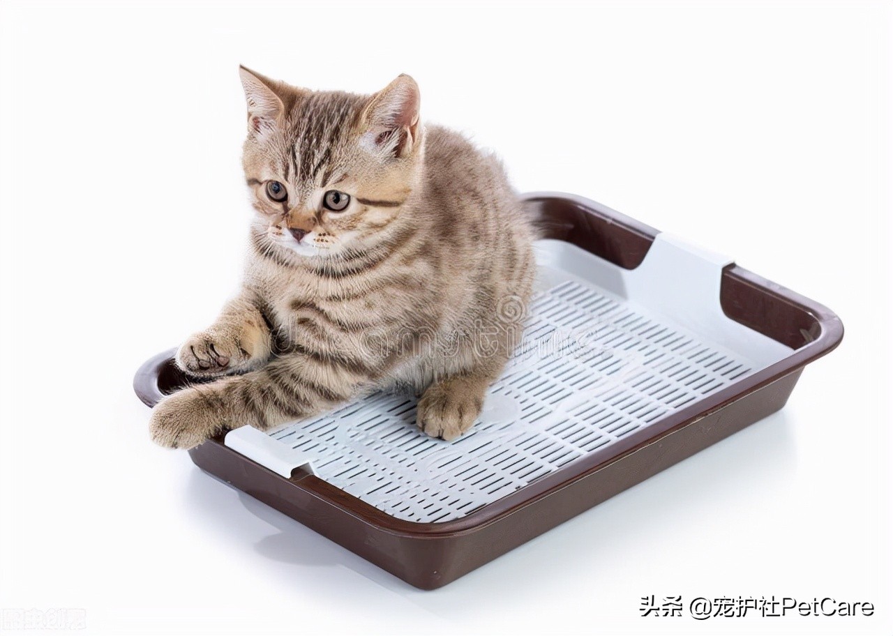 宠物医生教去除宠物尿味,宠物医生教你除狗狗口臭