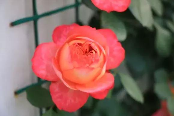 藤本月季秋季怎么修剪才会花墙,最丰花多季开花的藤本月季