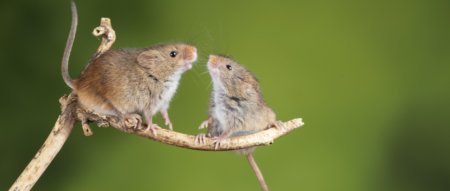 这些“奇葩”税,再牛的税务师也没听说过,哈哈哈哈哈哈......