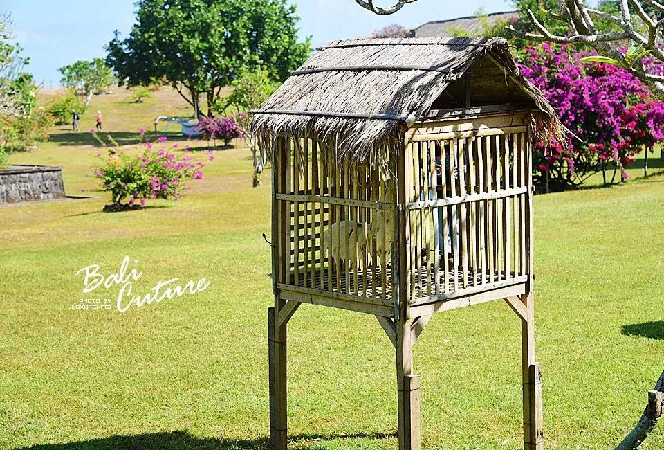 999玩转巴厘究竟嗨不嗨:香遇巴厘,南太平洋的风与海