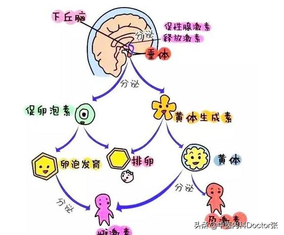 女性月经痛经怎样治,月经量少痛经怎么治疗才能除根