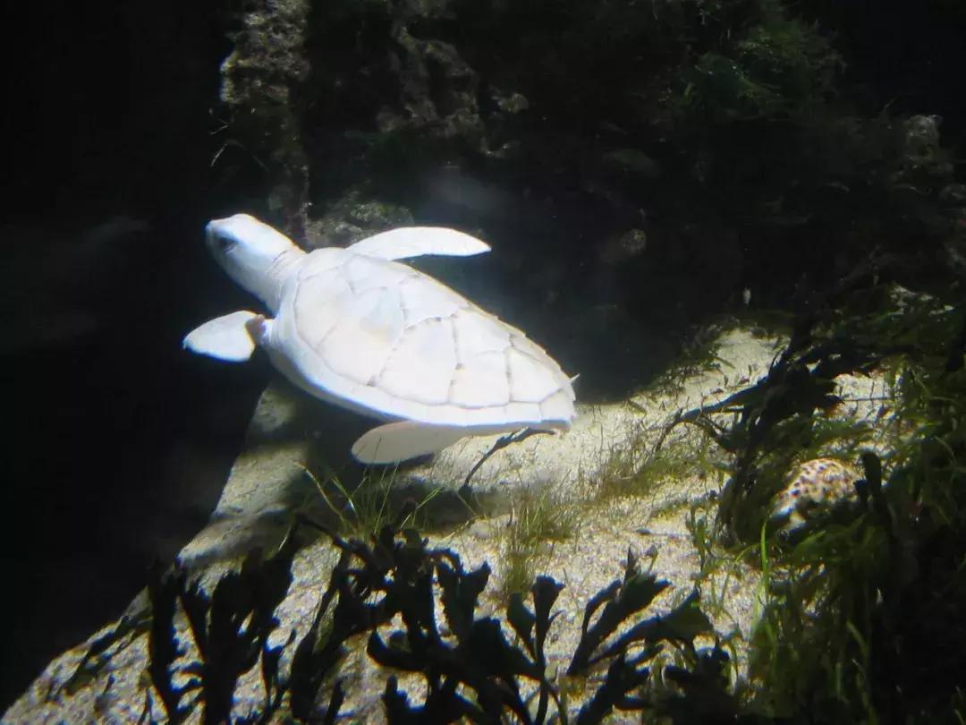 红色的小猪是佩奇，白色的小猪小鸟小松鼠是啥？