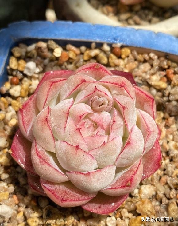 好看好养的植物推荐,最受欢迎的10大多肉品种