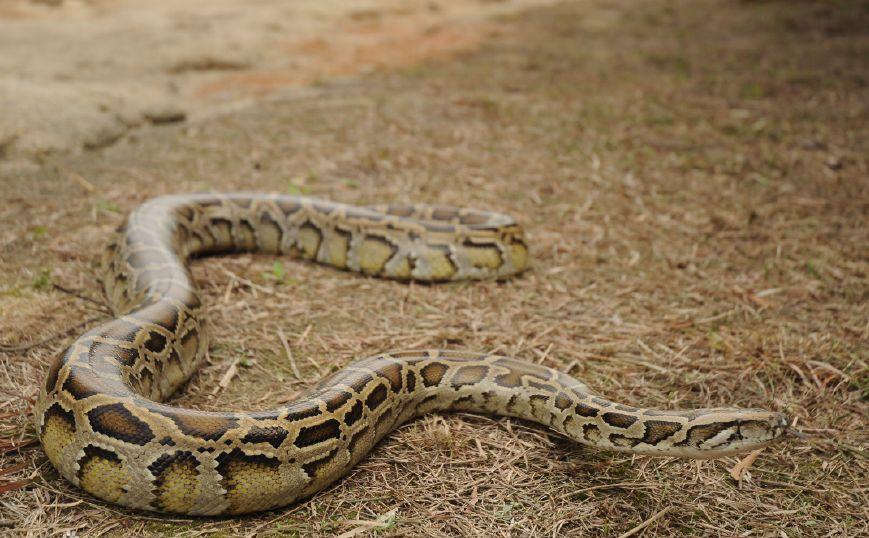 蟒蛇准备偷鸡吃被发现,巨大蟒蛇偷鸡被抓