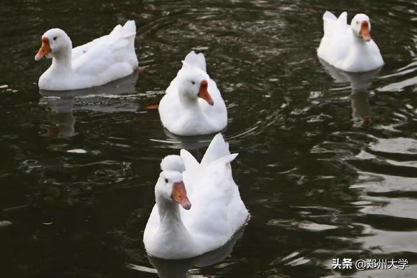 爸妈，我在郑大好好好好好好好极了！