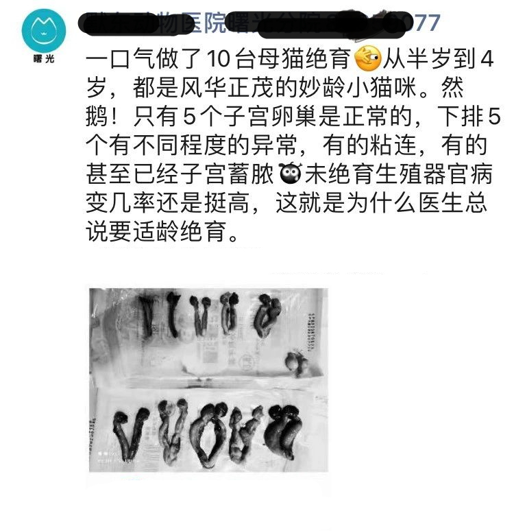 猫咪子宫蓄脓用地米能治好吗,胆小慎入猫咪