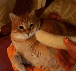 猫一般一顿吃多少猫粮,猫粮和猫罐头怎么吃科学合理