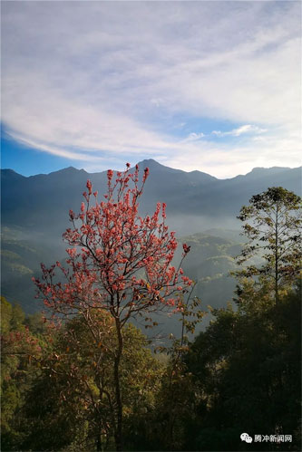 腾冲樱花谷樱花节,腾冲樱花谷最佳观赏季