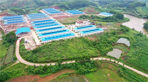 摘桑养蚕赚钱,种桑养蚕致富的成功经验