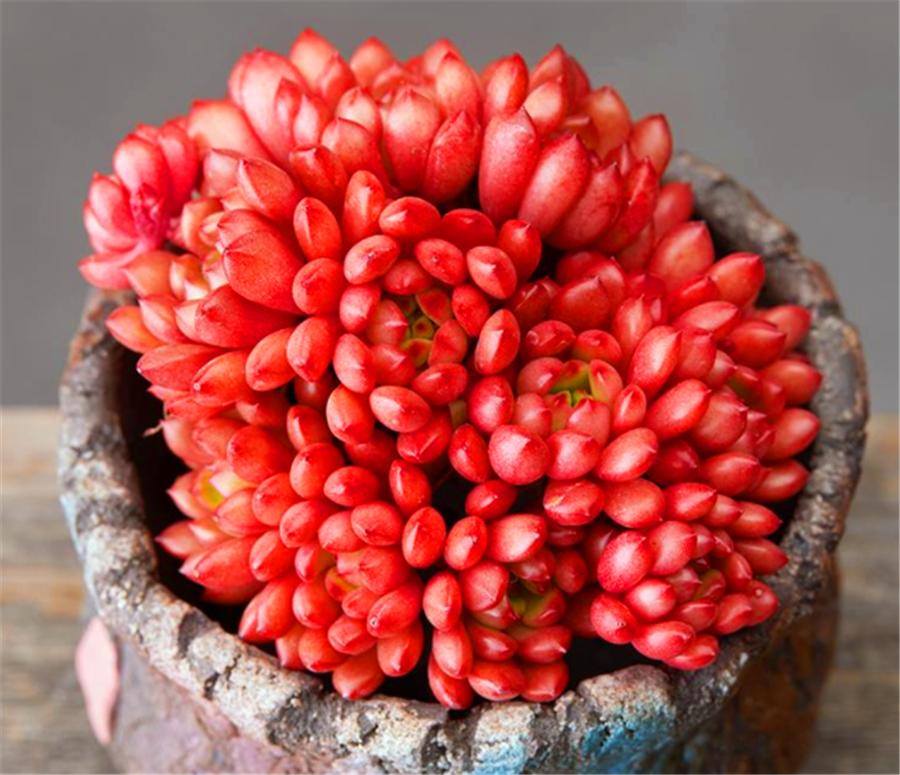 红宝石的养殖方法及修剪,圆叶红宝石怎么养长得快