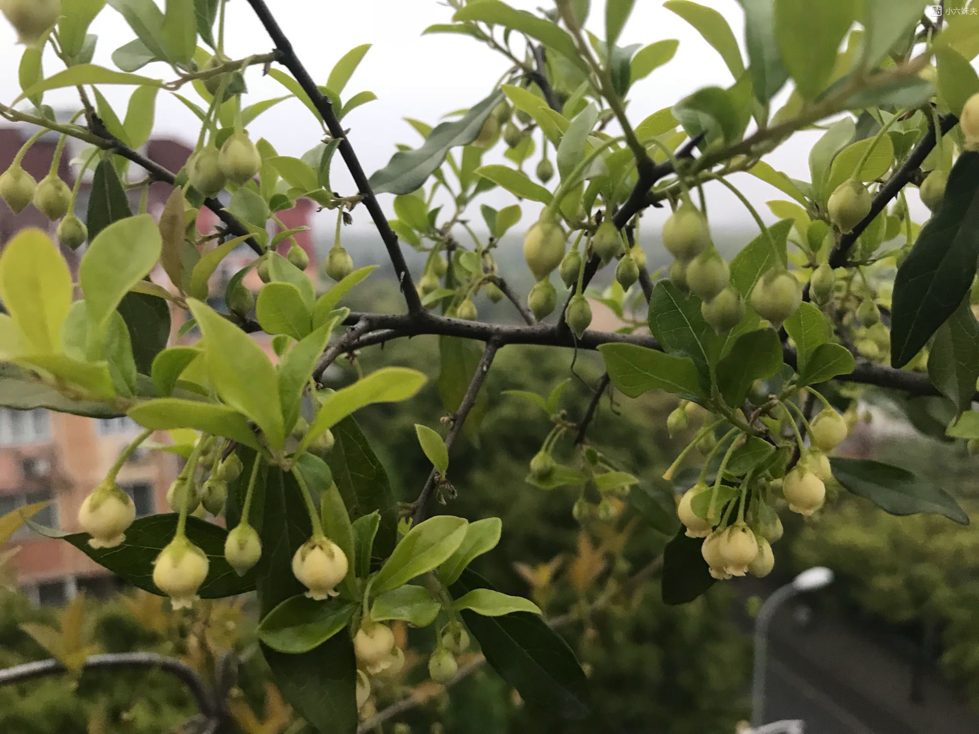 金弹子盆景怎么养才会长得快,金弹子盆景怎么养才能多结果